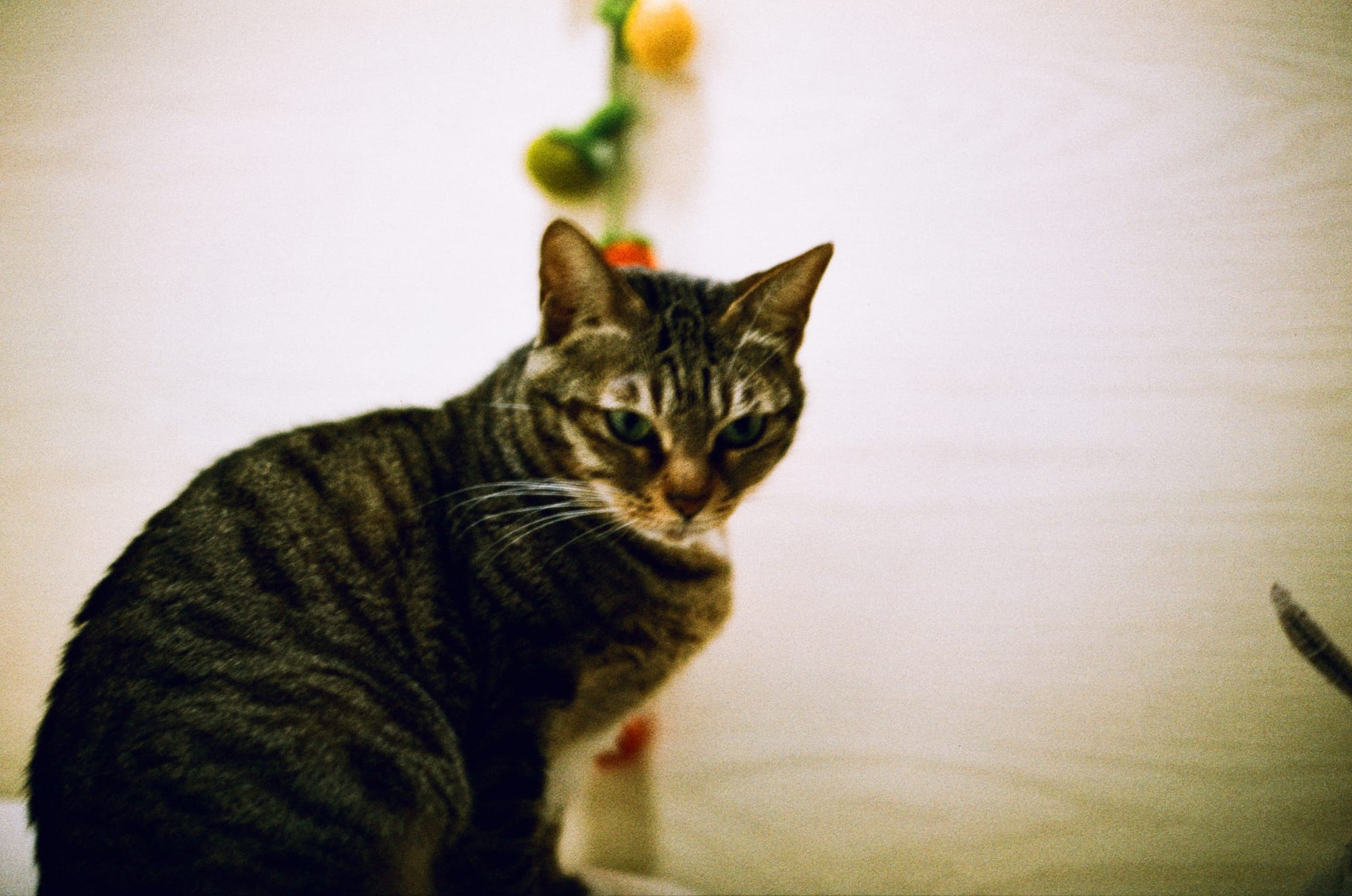 Ana the Evil Cat