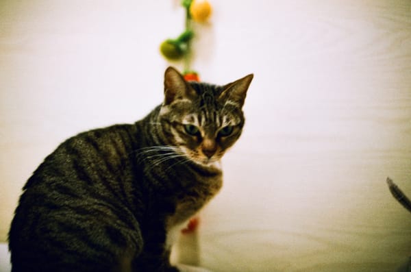 Ana the Evil Cat